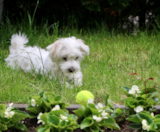 Maltese Puppies For Sale Pilesgrove Pups